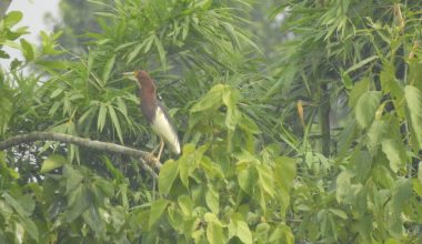 चितवनमा भेटियो नयाँ चरा !