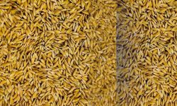 सरकारी अनुदानको धानको बीउ, महँगोमा किसानलाई वितरण