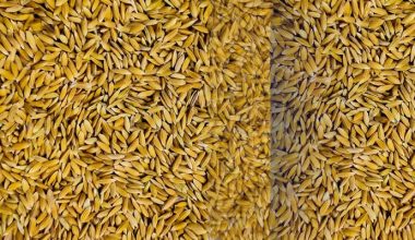 यो वर्ष धान उत्पादन बढ्ने