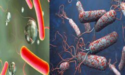 उपत्यकामा १२ जनामा हैजा देखियो