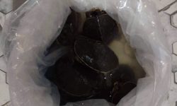 जिउँदो कछुवासहित दुईजना पक्राउ