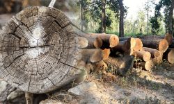 वर्षौंदेखि लाखौँ मूल्यका काठ कुहिँदै, सरोकारवाला मौन