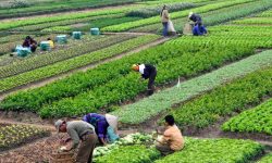 कृषिमा वितृष्णा : ‘इमानदार कृषक’ को पहिचानमा विषादीको दाग