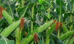 ग्रामीण भेकमा  मकै ब्लक कार्यक्रम  प्रभावकारी हुँदै, पाल्पाका सयौं किसान लाभान्वित