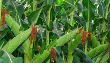 ग्रामीण भेकमा  मकै ब्लक कार्यक्रम  प्रभावकारी हुँदै, पाल्पाका सयौं किसान लाभान्वित