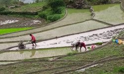 किसानलाई रासायनिक मल पाउनै सकस