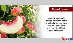 बुढ्यौली रोक्नेदेखि क्यान्सर, हृदयरोग र पाचनका लागि उपयोगी