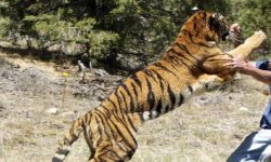 बाघको आक्रमण हटेन, एक महिला घाइते