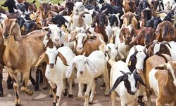 जापानको आम्दानी बाख्रापालनमा लगानी