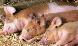 अज्ञात रोगले बङ्गुर मर्न थाले