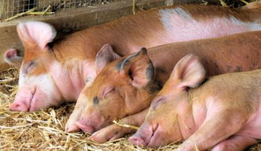 कैलाली-कञ्चनपुरमा बंगुरमा अफ्रिकन स्वाइन फिभर पुष्टि, सतर्क रहन आग्रह