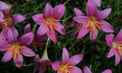 आम्दानीको स्रोत बन्दै वन लसुन, १ करोड रुपैयाँबराबरको ५५ टन निर्यात