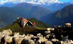 रुकुमपूर्वमा भेडी गोठाला बथानसहित पाटन उक्लिए