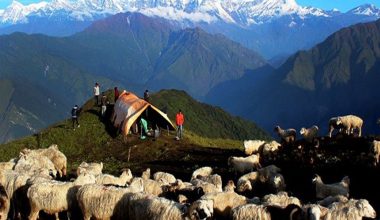 रुकुमपूर्वमा भेडी गोठाला बथानसहित पाटन उक्लिए