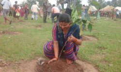 चुरे संरक्षणका लागि दुई लाख १० हजार वृक्षरोपण