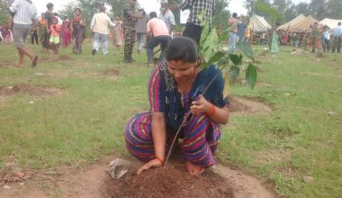 चुरे संरक्षणका लागि दुई लाख १० हजार वृक्षरोपण