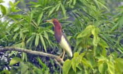 चितवनमा नयाँ चरा भेटियो