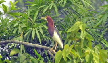 चितवनमा नयाँ चरा भेटियो