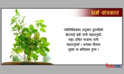 कुन दिन तुलसीको बोटमा पानी चढाउनु हुँदैन ?