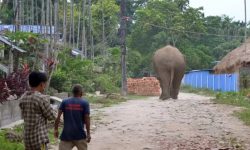 नेपाल-भारत सीमामा हात्तीको त्रास बढ्दाे