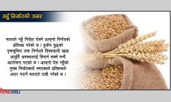 भारतले गहुँ निर्यात रोक्दा विश्व बजार तरंगित, प्रतिबन्धले थप मूल्यवृद्धि