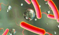 काठमाडौं उपत्यकामा थप एक जनामा पुष्टि भएसँगै हैजाका बिरामी २८ पुगे