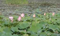 ढकमक्क कमल फूल (तस्बिरसहित)