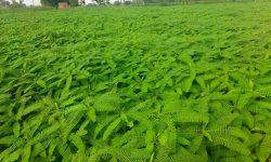 मलको विकल्पमा खेतमा ‘ढैँचा’ उमार्दै किसान