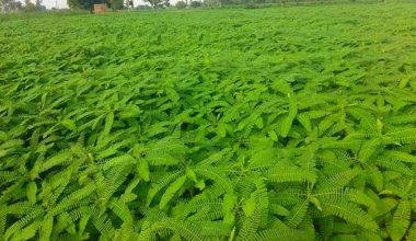 मलको विकल्पमा खेतमा ‘ढैँचा’ उमार्दै किसान