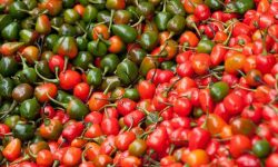 ‘खुर्सानीले पेट भरिन्न भन्ने अहिले मेरो नै सिको गर्दैछन्’