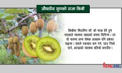 पोषकतत्त्व बढी र क्यालोरी कम भएको फल ‘किबी’ !