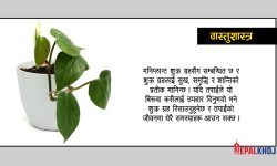 मनिप्लान्ट कुन स्थानमा राख्ने ?