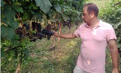 जापानको पर्यटन व्यवसाय छोडेर अंगुर खेतीमा जमेका कुमार