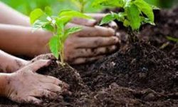 नयाँ बसपार्कको विष्णुमति करिडोरमा वृक्षारोपण