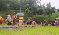 मलबिनै रोपाइँ गर्न किसान बाध्य !