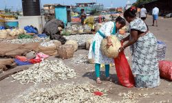 बन्दरगाहकिनारमा माछाको सुकुटी !