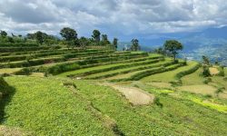 बागलुङको किसान वर्षाको आशमा