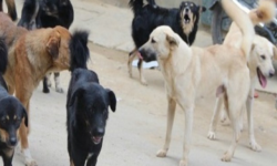 गुल्मीमा कुकुरलाई रेबिजविरुद्धको खोप