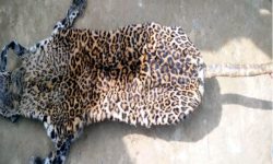 चितुवाको छालासहित दुई जना पक्राउ