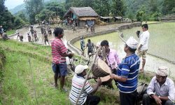 लोप हुँदै बेठी लगाएर रोपाइँ गर्ने चलन, नयाँपुस्ता अनभिज्ञ