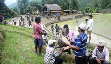 लोप हुँदै बेठी लगाएर रोपाइँ गर्ने चलन, नयाँपुस्ता अनभिज्ञ