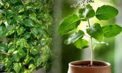 घरमा कस्ता बिरुवा राख्ने ?