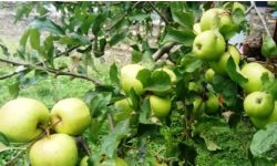 जुम्ली काँचो स्याउ बजारमा, पहिचनन गुम्ने खतरा