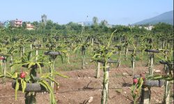 ड्रागन फ्रुट खेतीबाटै परिवार चलाउँदै पद्मा रावत !