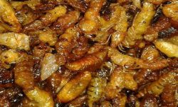 लोकप्रिय बन्दै अरिंगालका परिकार