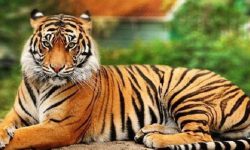 बाघ हेर्न बर्दिया निकुञ्जमा पर्यटकको घुइँचो