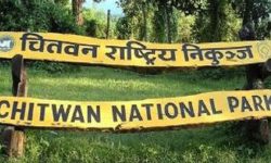 चितवन राष्ट्रिय निकुञ्ज घुम्नेमा स्वदेशी भन्दा विदेशी बढी