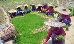 टन्टलापुर घाम, बीउ उखेल्ने चटारो ! (तस्बिसहित)