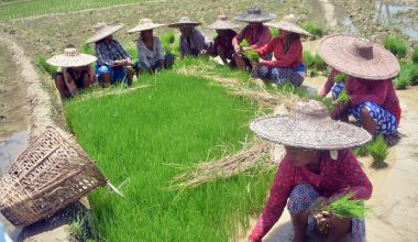 टन्टलापुर घाम, बीउ उखेल्ने चटारो ! (तस्बिसहित)