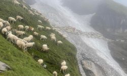 चरनका लागि धौलागिरि आधार शिविर पुगे भेडाका बथान